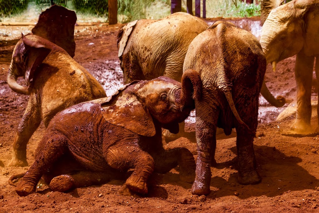 Daphne & David Sheldrick’s Elephant Animal Orphanage