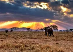 11 Day 10 Nights Spirit and Soul of Africa; Lake Nakuru, Maasai Mara, Serengeti, Ngorongoro, Lake Manyara, Amboseli