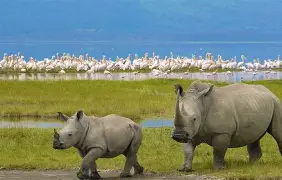 11 Day 10 Nights Spirit and Soul of Africa; Lake Nakuru, Maasai Mara, Serengeti, Ngorongoro, Lake Manyara, Amboseli