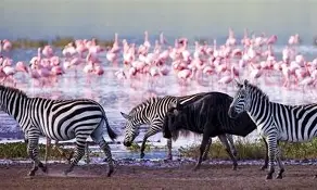 11 Day 10 Nights Spirit and Soul of Africa; Lake Nakuru, Maasai Mara, Serengeti, Ngorongoro, Lake Manyara, Amboseli