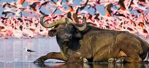 11 Days Spirit and Soul of Africa; Lake Nakuru, Maasai Mara, Serengeti, Ngorongoro, Lake Manyara, Amboseli