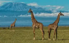 2 Days 1 Night  Amboseli National Park