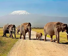 2 Days 1 Night  Amboseli National Park