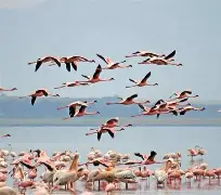 2 Days 1 Night L. Nakuru N. Park