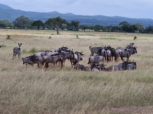 2 Days 1 Night Mikumi National Park Tanzania Safari