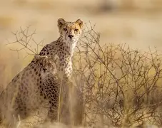 3 Days 2 Night Masai Mara National Reserve