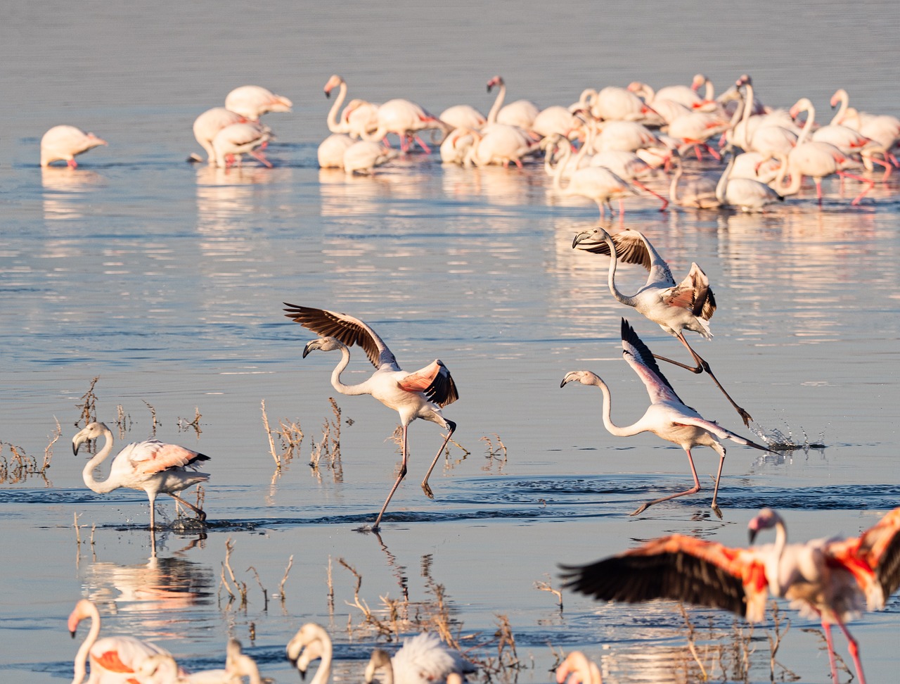 3 Days 2 Nights Lake Nakuru And Lake Bogoria Safari