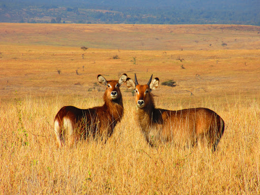 3 Days 2 Nights Lewa Downs Conservancy Road Safari