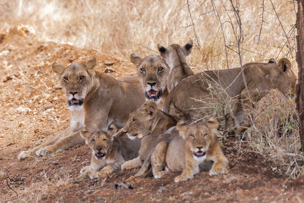 3 Days 2 Nights Meru National Park Road Safari