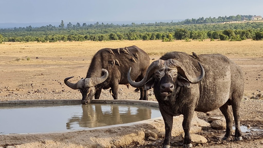 3 Days 2 Nights Samburu & Ol Pejeta Game Sanctuary Safari