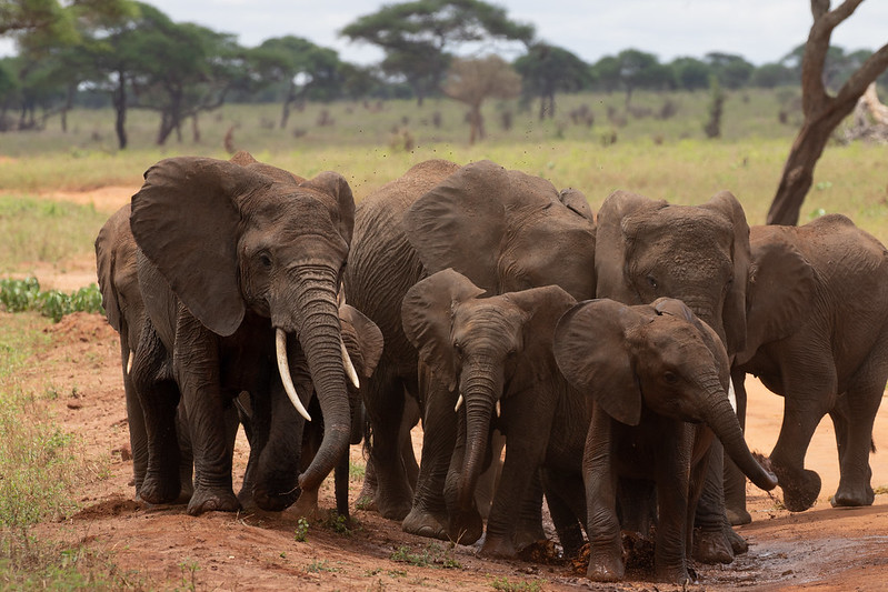 3 Days 2 Nights Selous Game Reserve Tanzania