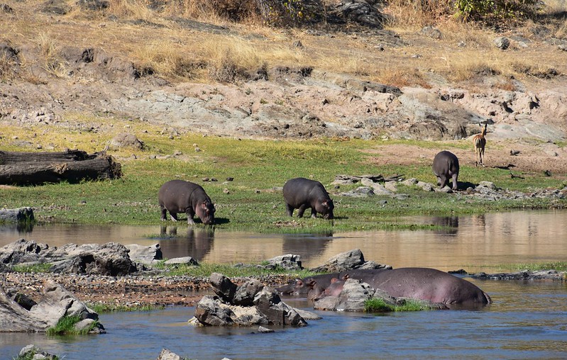 3 Days 2 Nights Selous Game Reserve Tanzania
