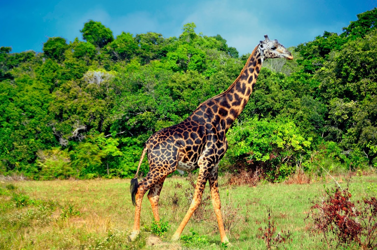 3 Days 2 Nights Shimba Hills Safari From Mombasa