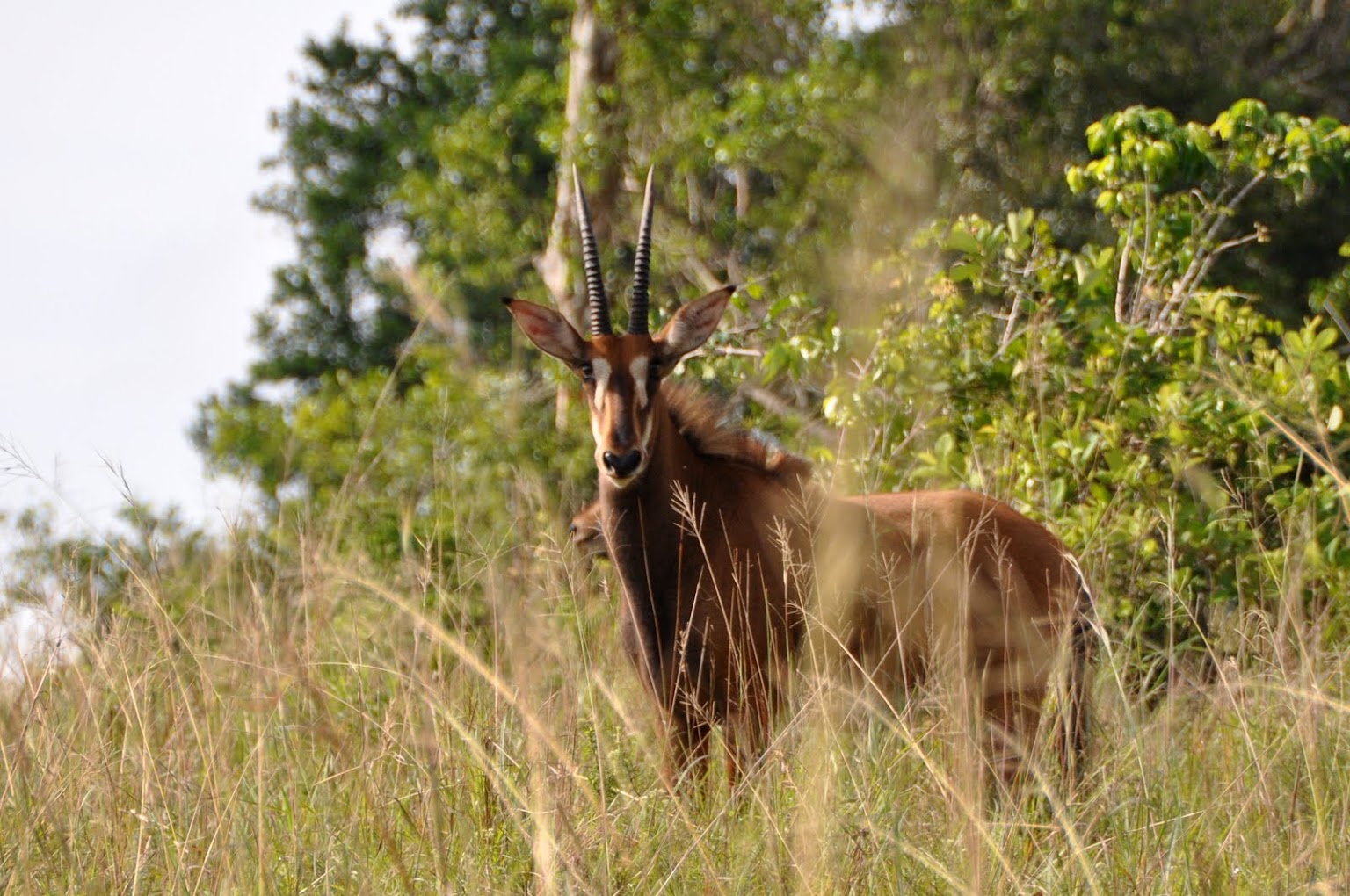 3 Days 2 Nights Shimba Hills Safari From Mombasa