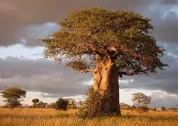 3 Days 2 Nights The path of Baobabs; Tarangire and Lake Manyara National Parks