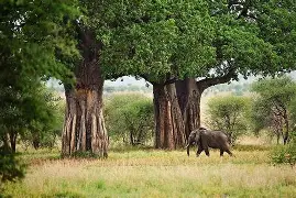3 Days 2 Nights The path of Baobabs; Tarangire and Lake Manyara National Parks