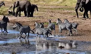 3 Days 2 Nights The path of Baobabs; Tarangire and Lake Manyara National Parks