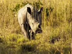 3 Days 2 Nights Uganda Safari; Ziwa Rhino Sanctuary, Murchisson Falls, Kampala
