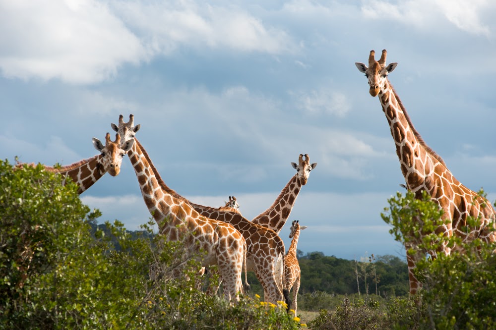 4 Days 3 Nights Aberdare & Samburu Safari