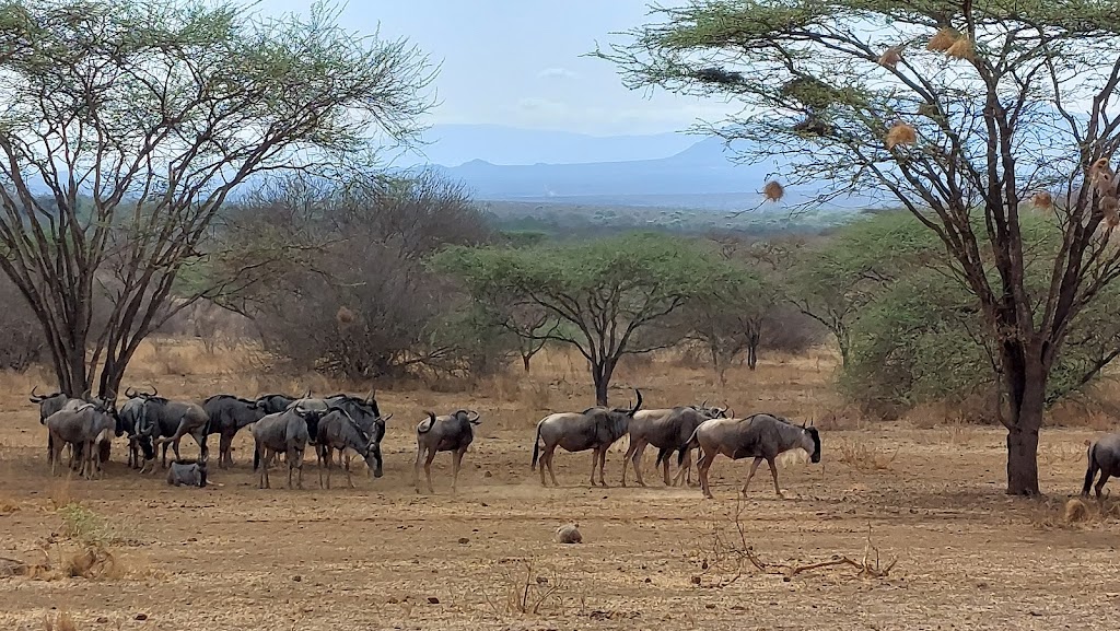 4 Days 3 Nights Amboseli And Tsavo West National Park Safari