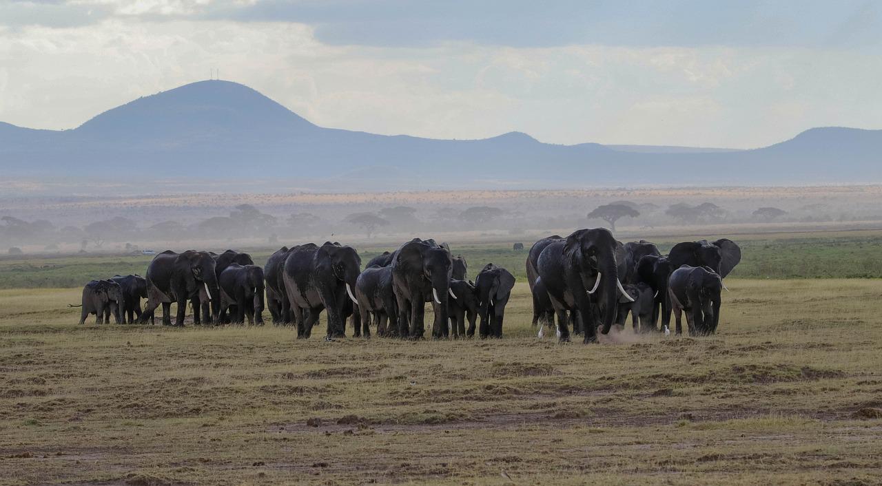 4 Days 3 Nights Amboseli, Lake Manyara & Ngorongoro Crater Tanzania Safari