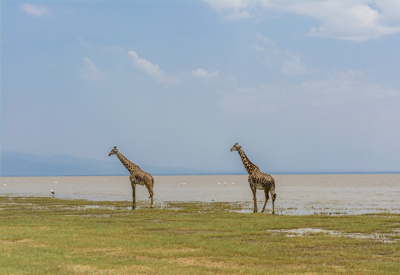 4 Days 3 Nights Amboseli, Lake Manyara & Ngorongoro Crater Tanzania Safari