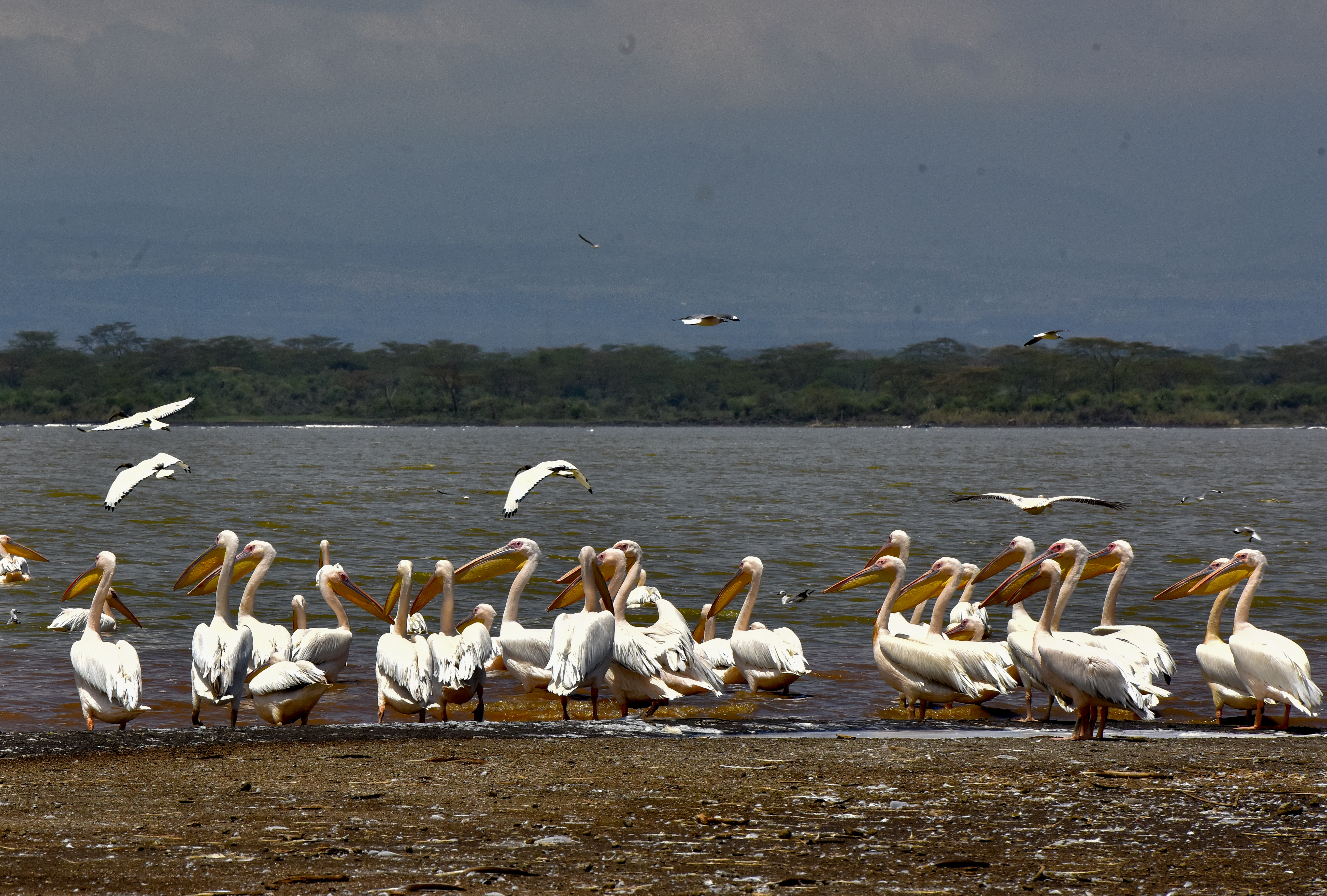 4 Days 3 Nights Lake Elementaita & Masai Mara Safari