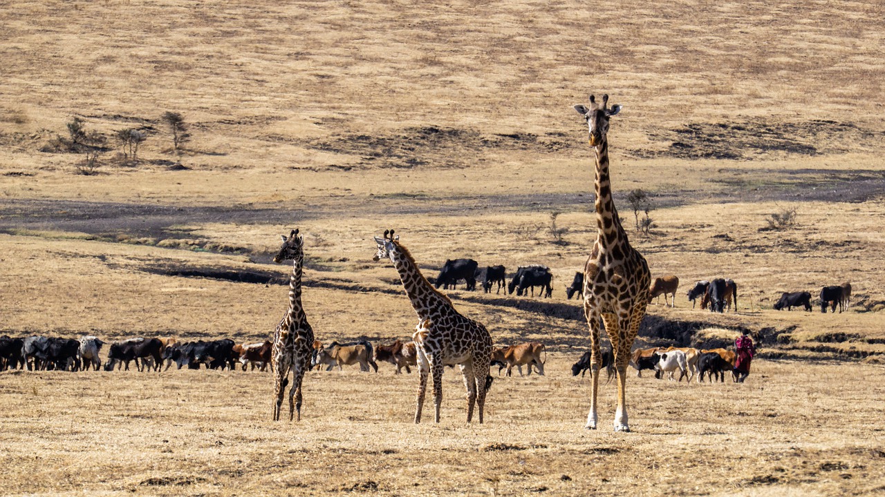 4 Days 3 Nights Masai Mara Game Reserve Safari