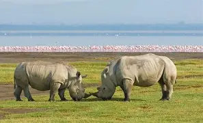 4 Days 3 Nights Masai Mara, Lake Nakuru and Lake Naivasha Safari