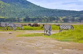 4 Days 3 Nights Masai Mara, Lake Nakuru and Lake Naivasha Safari