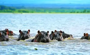 4 Days 3 Nights Masai Mara, Lake Nakuru and Lake Naivasha Safari
