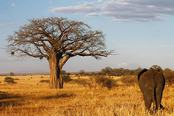 4 Days 3 Nights Tarangire & Ngorongoro Crater Tanzania Safari