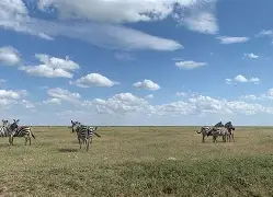 4 Days 3 Nights Touch of Wilderness; Lake Manyara N.Park or Tarangire N. Park, Serengeti N.Park, Ngorongoro Crater