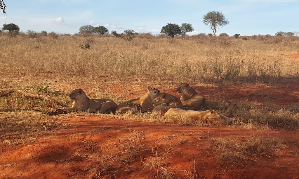 4 Days 3 Nights Tsavo East National Park Tsavo west National Park and Amboseli national park Kenya Safari