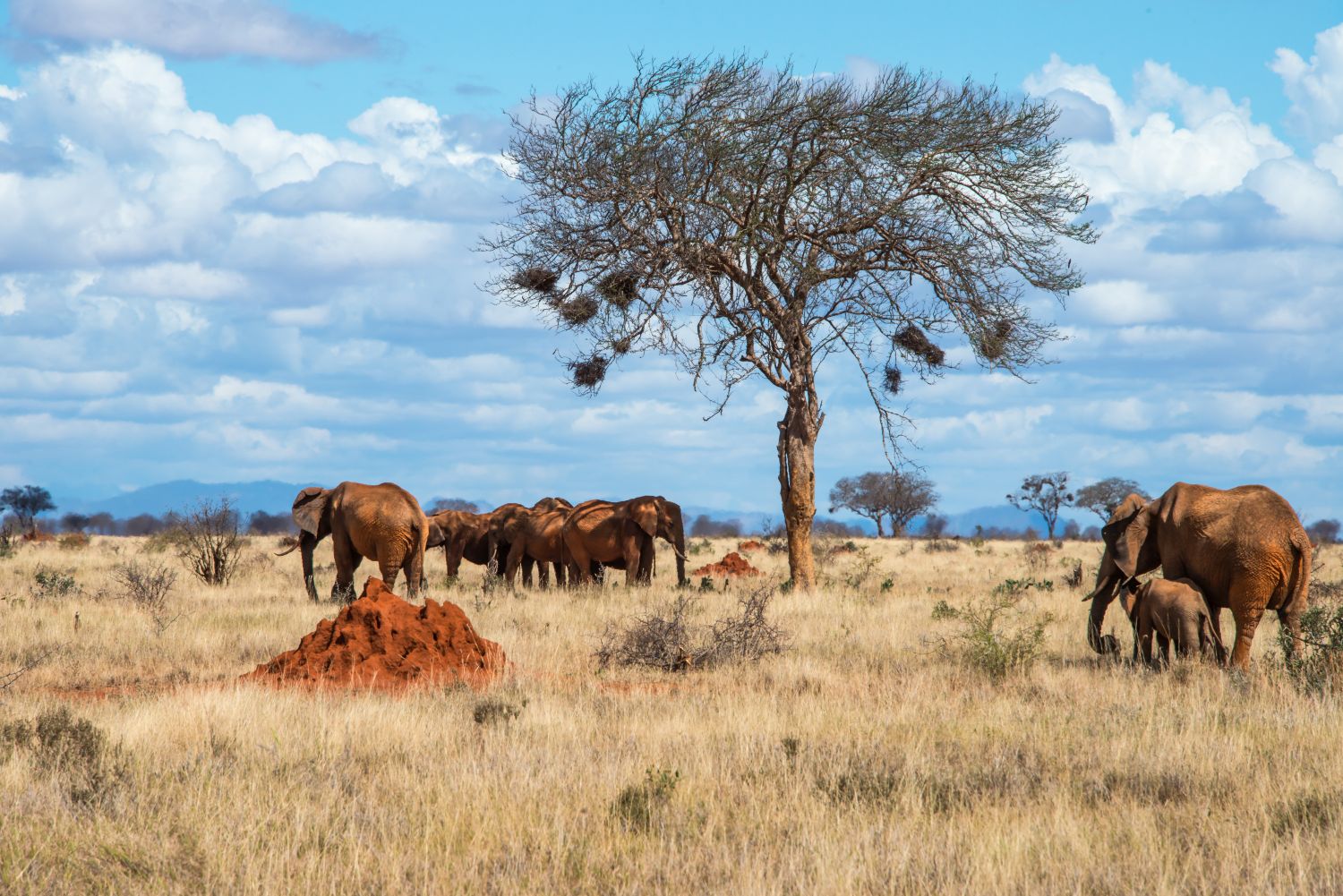 4 Days 3 Nights Tsavo East National Park & Tsavo West Safari