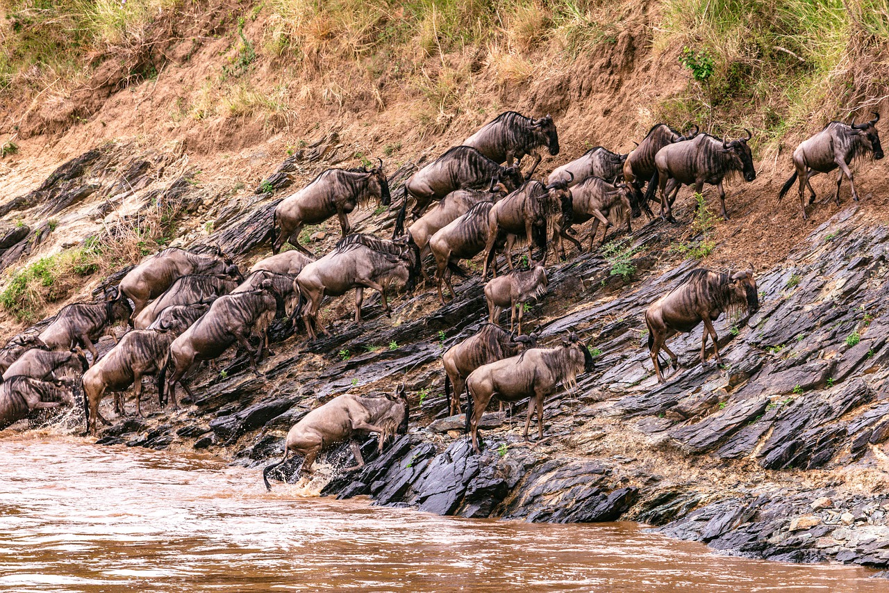 5 Days 4 Nights Masai Mara & Lake Nakuru Safari