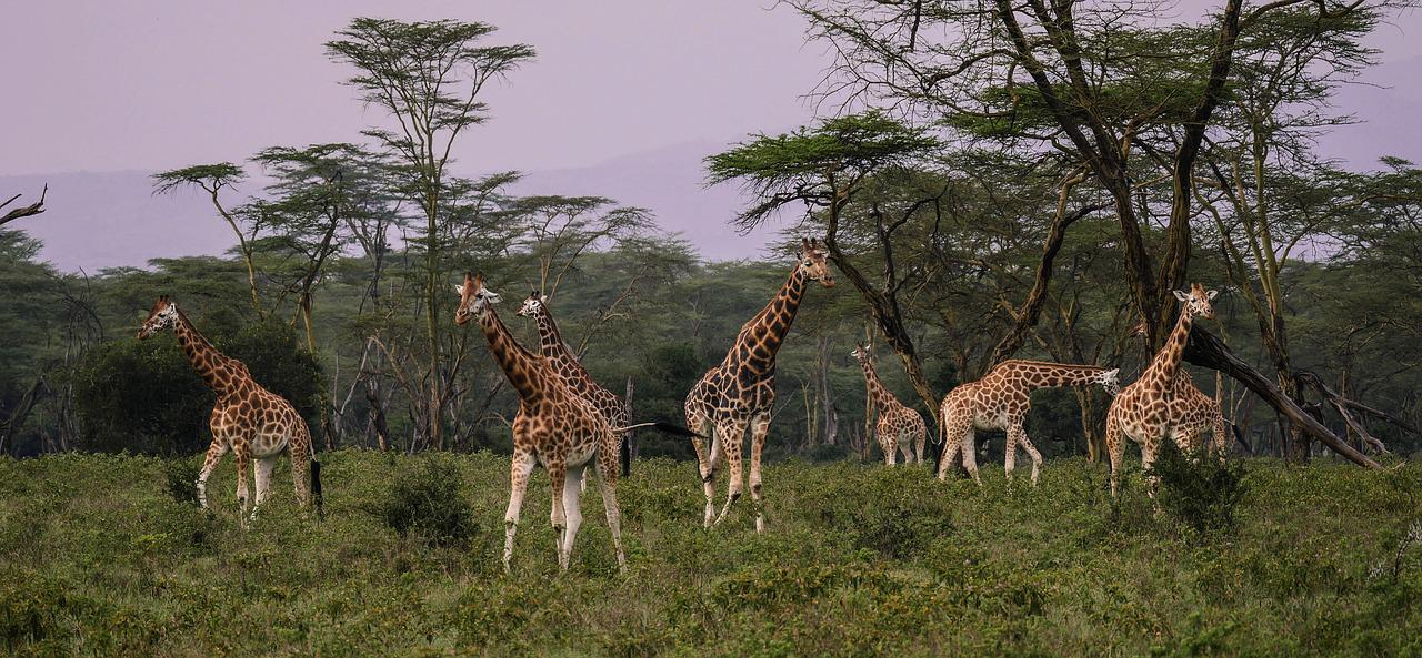 5 Days 4 Nights Masai Mara & Lake Nakuru Safari