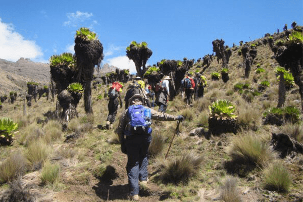 5 Days 4 Nights Mt Kenya Climbing Naromoru - Chogoria Route