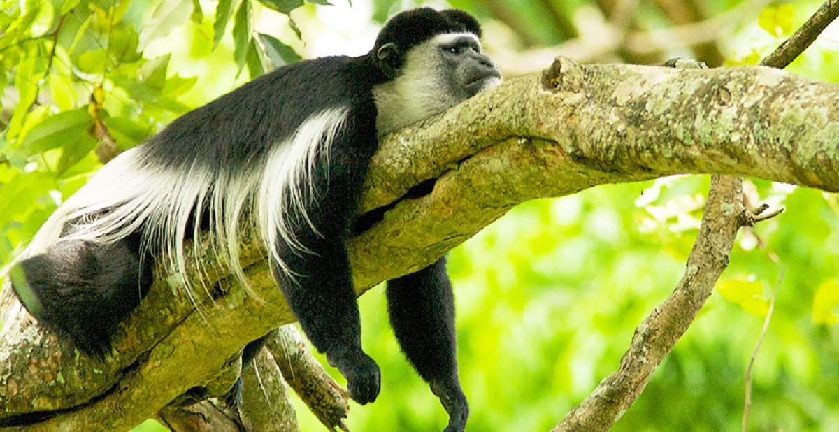 5 Days 4 Nights Selous, Mikumi, Udzungwa National Park Safari