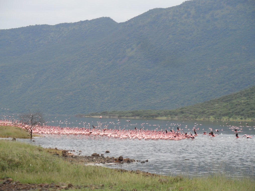 6 Days 5 Nights Lake Nakuru- Bogoria -Baringo – Lake Naivasha – Masai Mara Safari