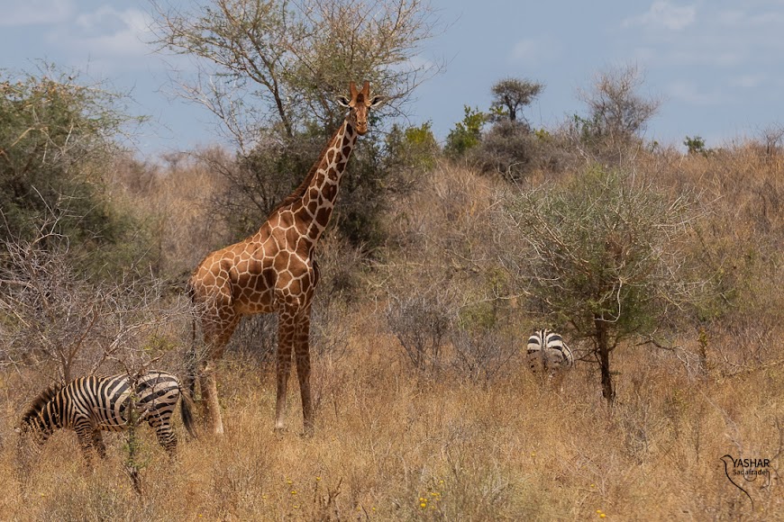 6 Days 5 Nights Meru – Samburu – Treetops – Nakuru Safari