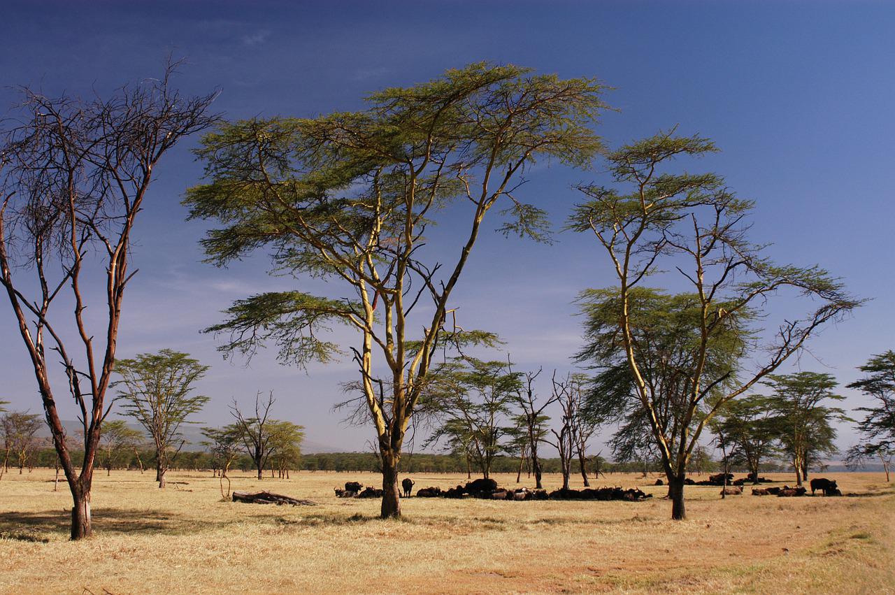 6 Days 5 Nights Meru – Samburu – Treetops – Nakuru Safari