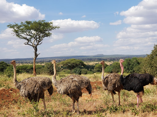 6 Days 5 Nights Ngorongoro, Serengeti & Tarangire Tanzania Safari