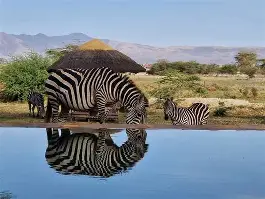 6 Days 5 Nights North Circuit Adventure; Tarangire, Serengeti, Ngorongoro, Lake Natron