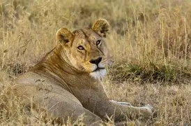 6 Days 5 Nights North Circuit Adventure; Tarangire, Serengeti, Ngorongoro, Lake Natron