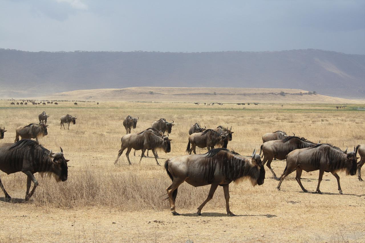 6 Days 5 Nights Tarangire National Park, Lake Manyara, Serengeti, Ngorongoro Crater & Tanzania Safari