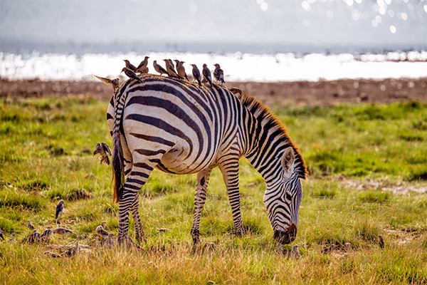 7 Days 6 Nights Kenya Safari Amboseli – Nakuru & Masai Mara