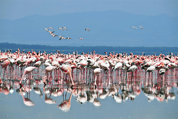 7 Days 6 Nights Kenya Safari Amboseli – Nakuru & Masai Mara