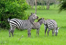 7 days 6 Nights Uganda Safari: Kibale, Bwindi, Lake Mburo Parks