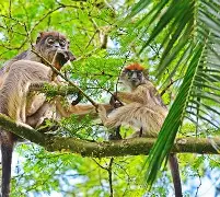 7 days 6 Nights Uganda Safari: Kibale, Bwindi, Lake Mburo Parks